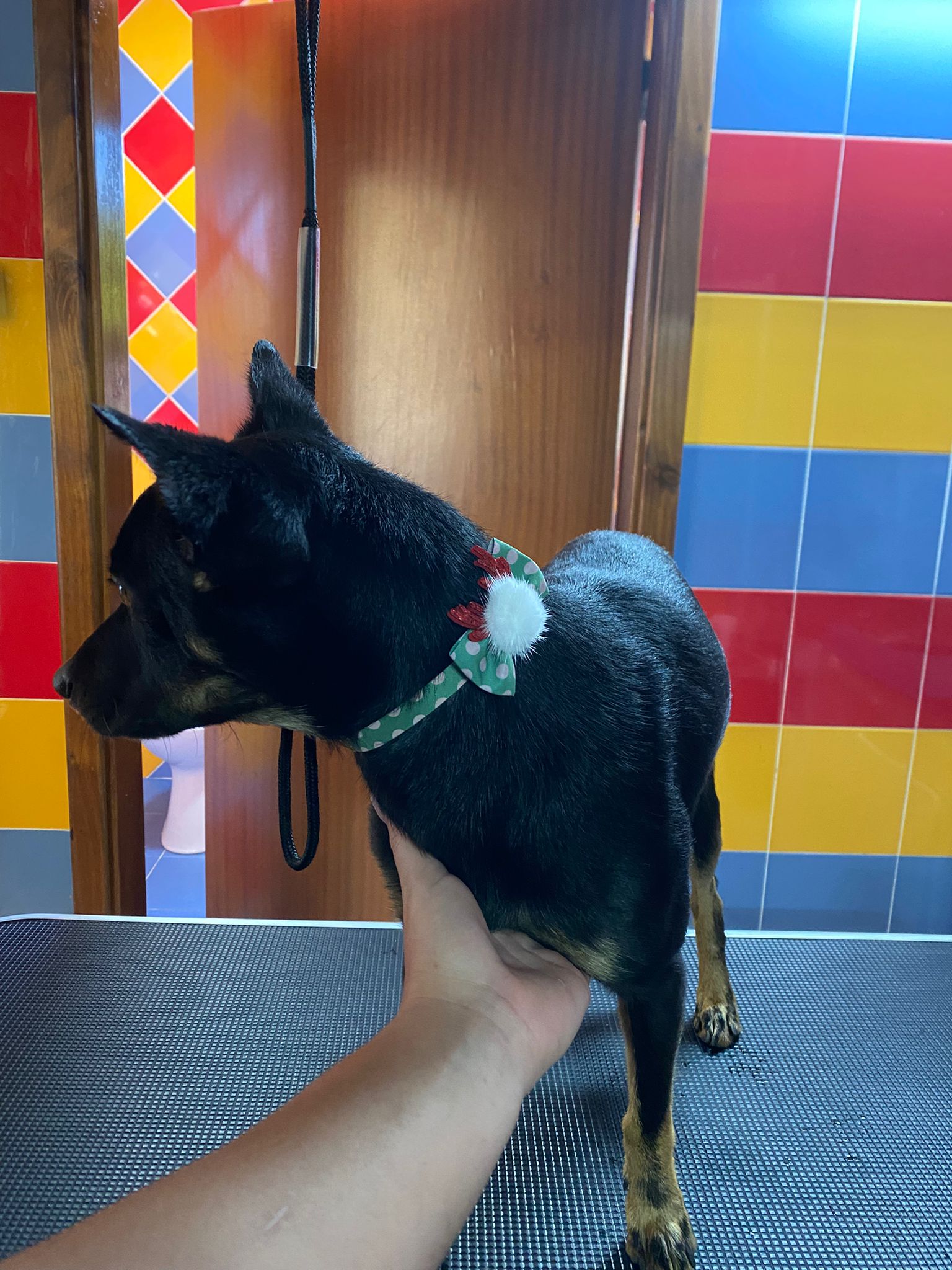 patas-felizes-centro-canino-e-felino-grooming1