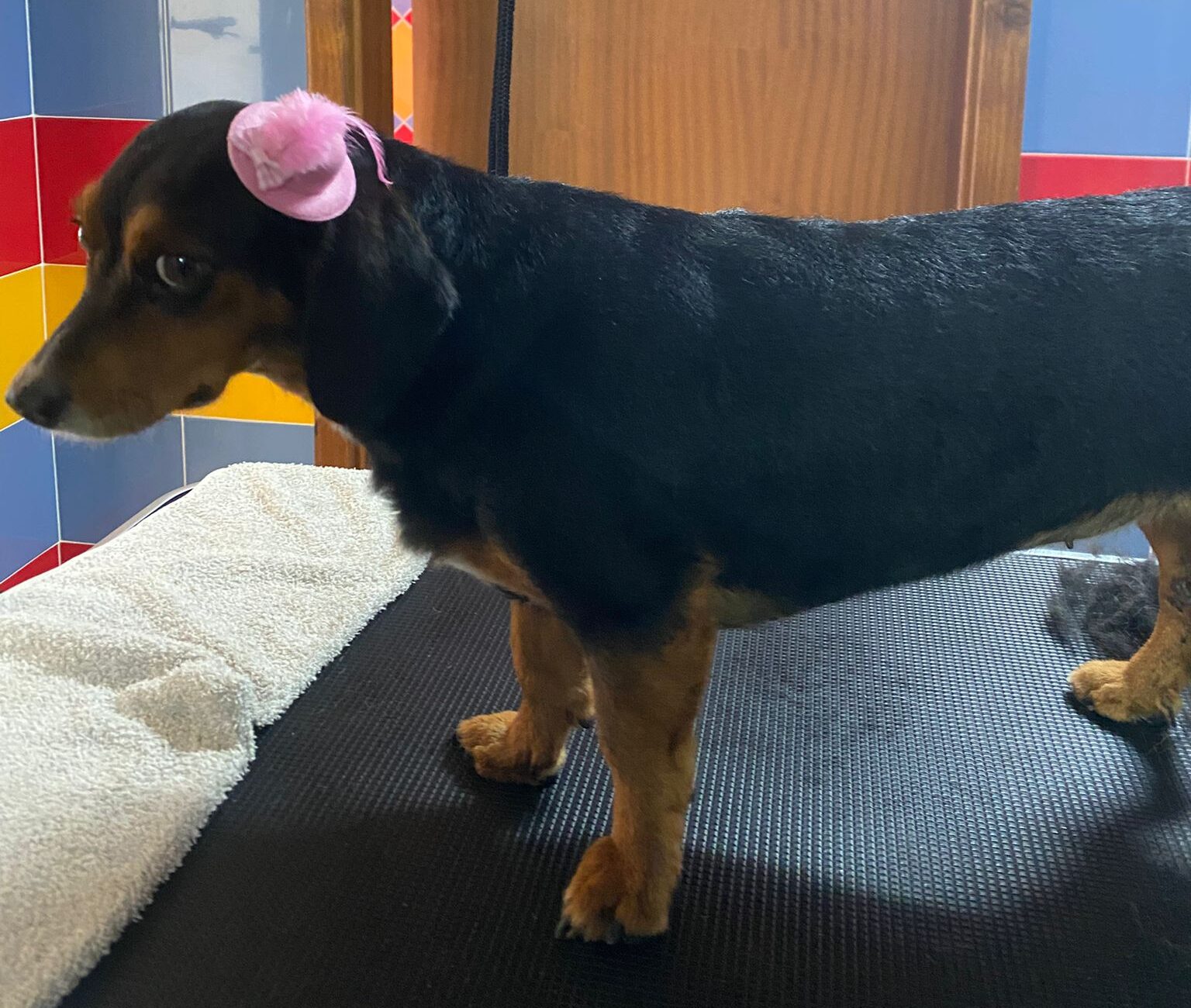 patas-felizes-centro-canino-e-felino-grooming2