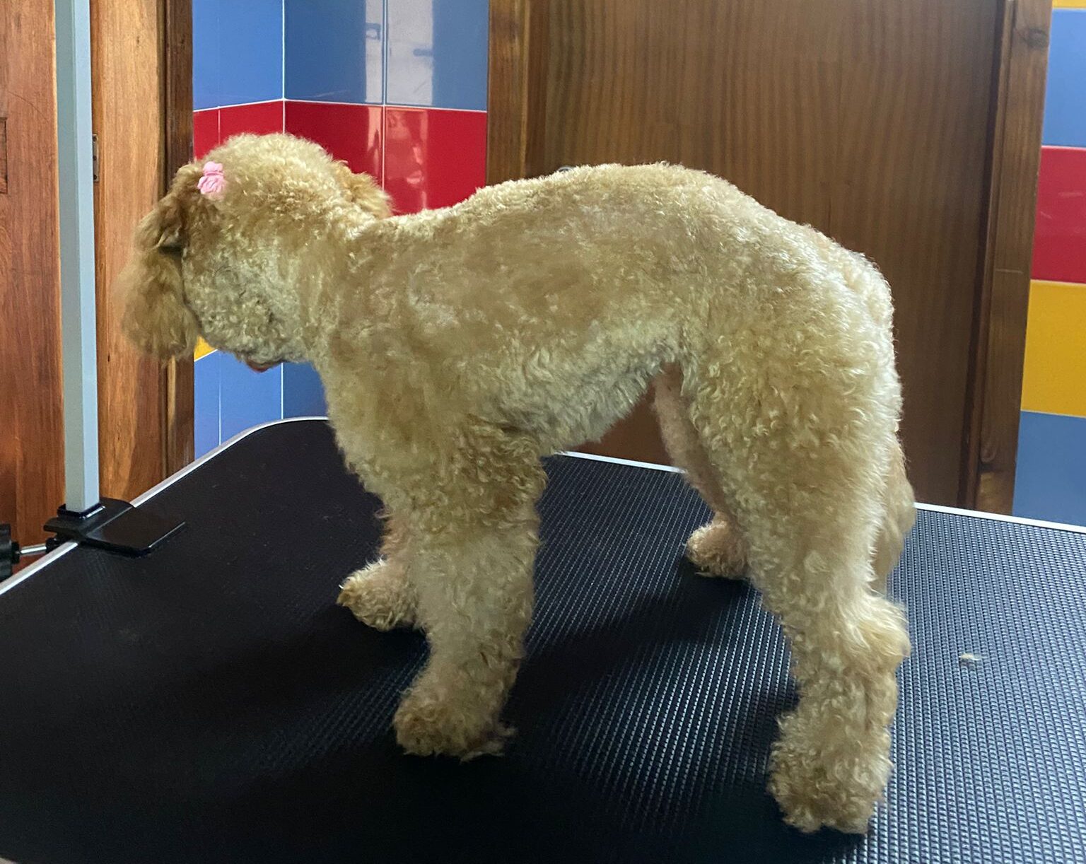 patas-felizes-centro-canino-e-felino-grooming4