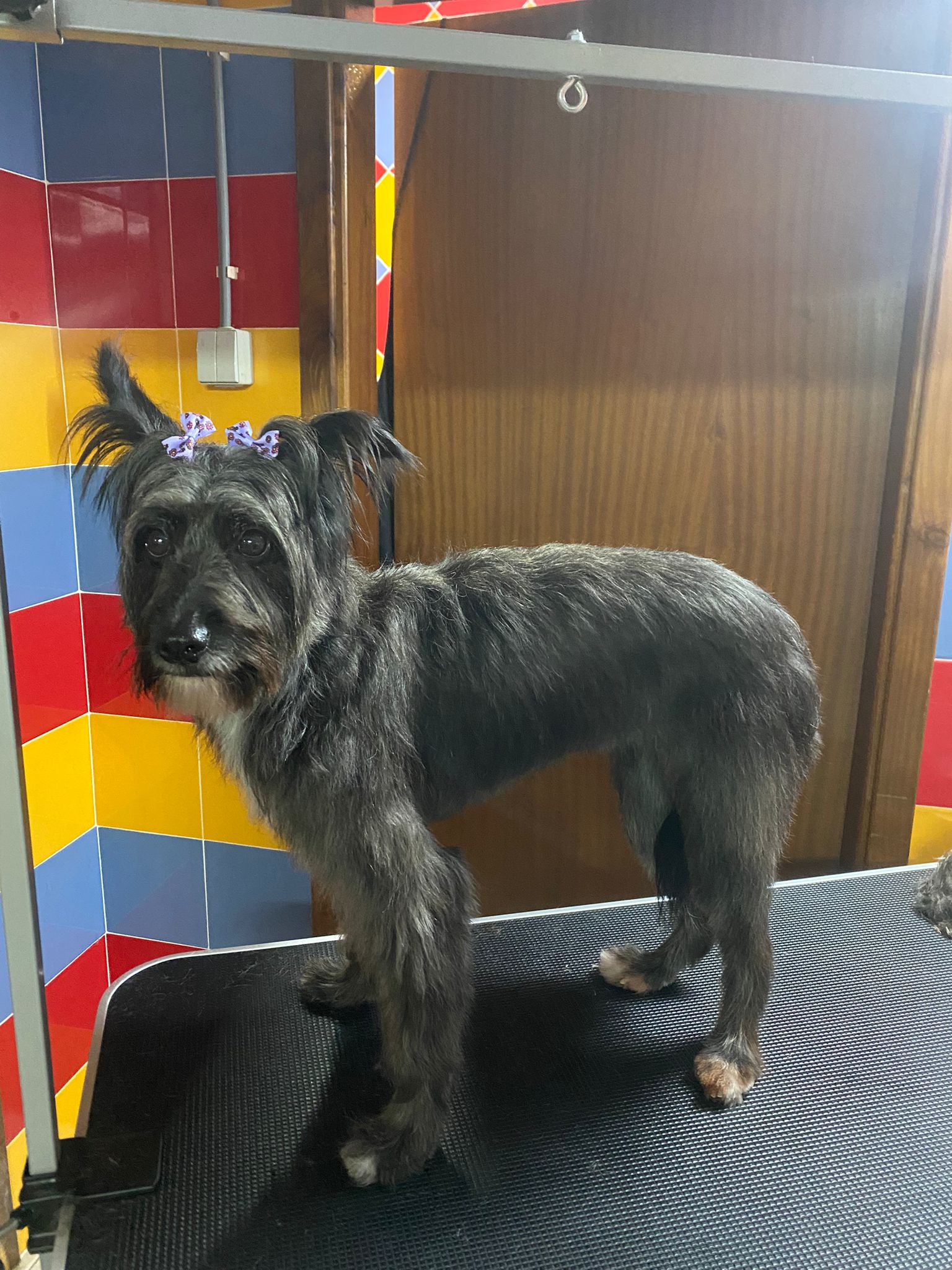 patas-felizes-centro-canino-e-felino-grooming6