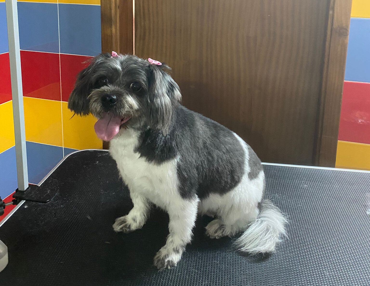 patas-felizes-centro-canino-e-felino-grooming7