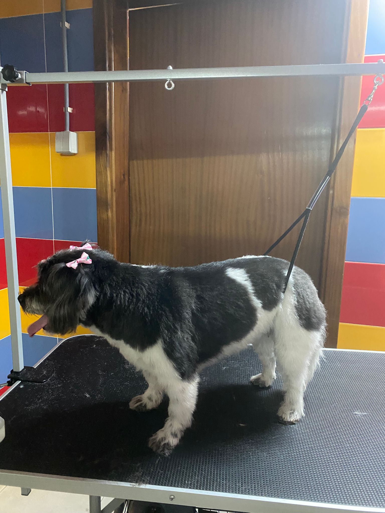 patas-felizes-centro-canino-e-felino-grooming8